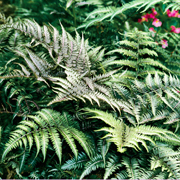 Hardy Fern Athyrium niponicum 'Metallicum'